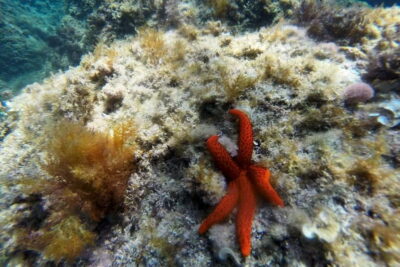 From Sant Feliu de Guíxols: Kayak and Snorkel in Costa Brava - Where You Start: Kayak Center Guíxols and the Safety Briefing