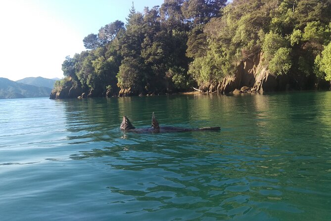 Full day Guided Sea Kayak Tour from Picton - How the tour runs: safety briefing, guiding, and pacing