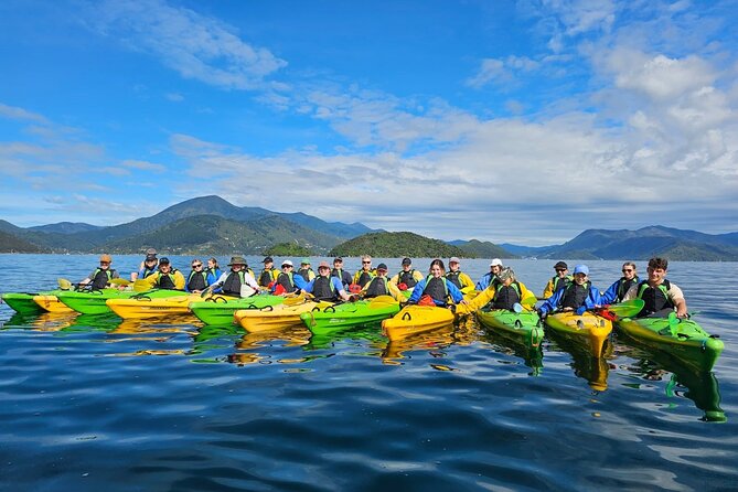 Full day Guided Sea Kayak Tour from Picton - Wildlife spotting from a kayak: what you might see