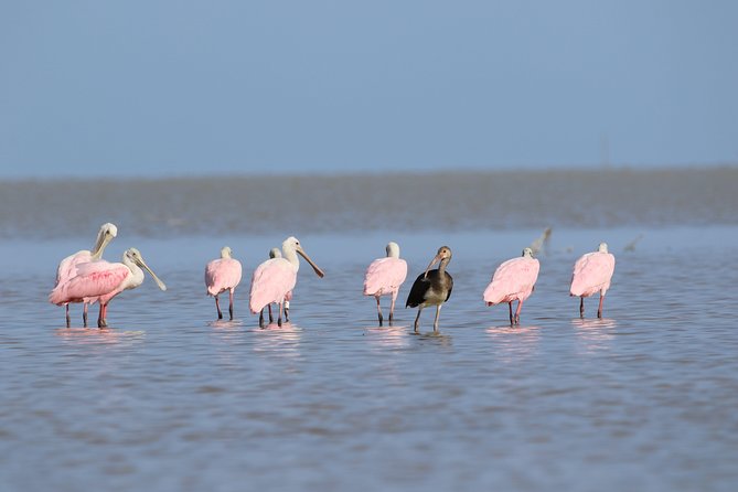 Full-Day Kayak Adventure in the Everglades - Quick reasons to book this Everglades kayak and slogging day