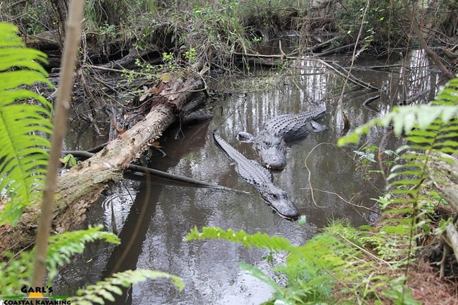 Full-Day Kayak Adventure in the Everglades - What you actually do: wet cypress slogging plus mangrove kayaking