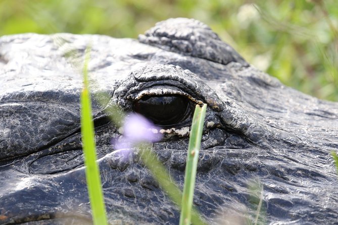 Full-Day Kayak Adventure in the Everglades - Wildlife spotting: where your eyes should go