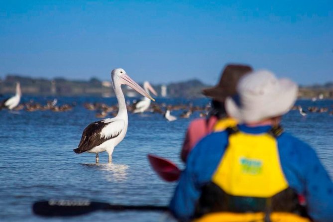 Full Day Kayaking Tour in Coorong National Park - Food and pacing: why included meals change the whole day