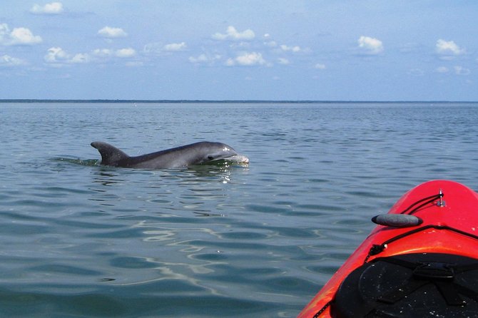 Fully Guided Kayaking Backwater Manatee and Dolphin Tour - Key Things I’d Watch For Before You Go