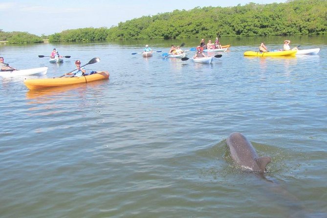 Fully Guided Kayaking Backwater Manatee and Dolphin Tour - What the Tour Feels Like: Calm Paddling and Lots of Looking