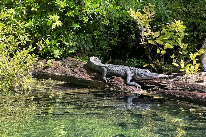Gator Viewing Clear Kayak Springs Tour - First look at Silver Springs from a clear kayak