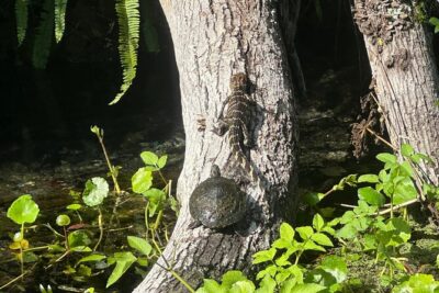 Gator Viewing Clear Kayak Springs Tour - Where you start (and why that location helps)