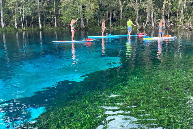 Gator Viewing Clear Kayak Springs Tour - Safety and calm-water paddling: what you should expect