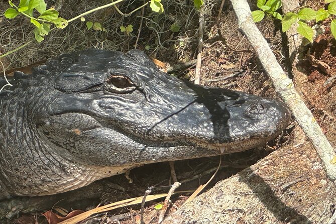 Gator Viewing Clear Kayak Springs Tour - Wildlife spotting from the river: gators and more