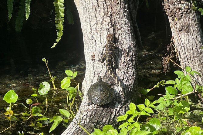 Gator Viewing Clear Kayak Springs Tour - Where you start (and why that location helps)