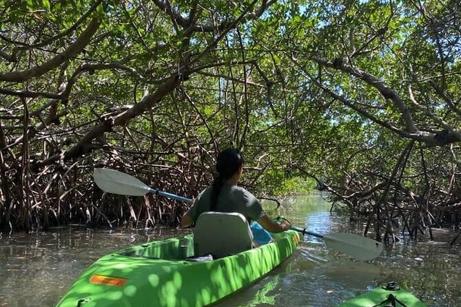 Glass Bottom Kayak Mangrove & Sandbar Adventure in St. Pete Beach - Wildlife odds, plus one real-world caution