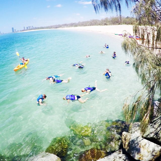 Gold Coast: Kayaking and Snorkeling Guided Tour - Stingrays and what to expect under the surface