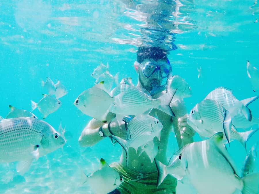 Gold Coast: Kayaking & Snorkelling Tour with Fish Feeding - Should you book: my quick decision guide