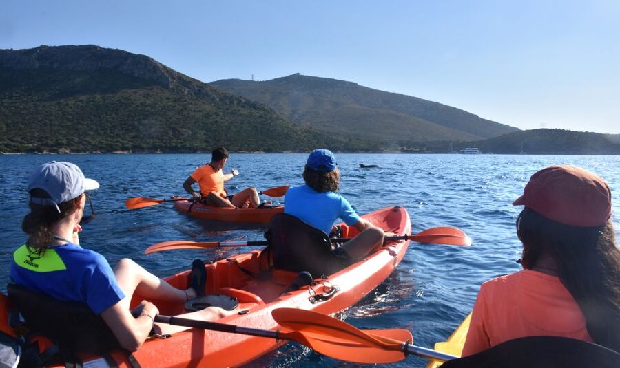 Golfo Aranci: Kayak Tour with Dolphins and Aperitif - The fish farm area and dolphin spotting: the wild part you can’t control