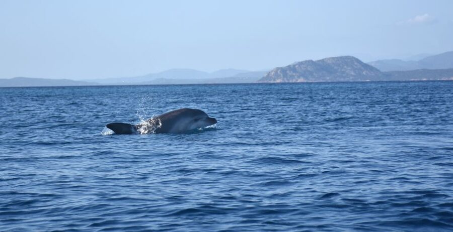 Golfo Aranci: Kayak Tour with Dolphins and Aperitif - Price and value: why $53 can make sense here