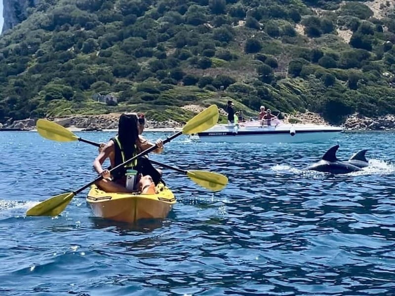 Golfo Aranci:Small group, german guided Kayak tour&Dolphins - Key highlights at a glance