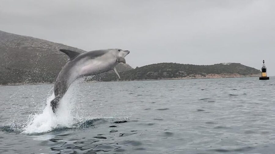 Golfo Aranci: Small group Kayak tour with Aperitif &dolphins - Group size, pacing, and what Philipp does with it
