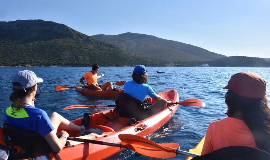 Golfo Aranci: Sunrise Dolphin Kayak Tour with Breakfast - Price and value: $71 for a full morning of gear + breakfast