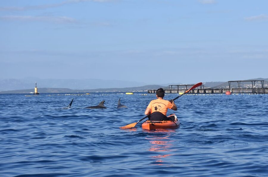 Golfo Aranci: Sunrise Dolphin Kayak Tour with Breakfast - What’s included: gear that helps (and what you still bring)