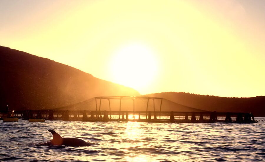 Golfo Aranci: Sunrise Dolphin Kayak Tour with Breakfast - The route plan: Cala Moresca and Figarolo Island