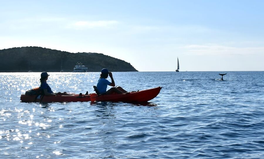 Golfo Aranci: Sunrise Dolphin Kayak Tour with Breakfast - The fish farm stop: a science-y reason to keep watching