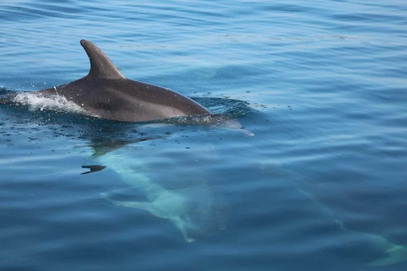 Golfo Aranci: Sup with dolphins, aperitif & photo shoot - Golfo Aranci SUP with dolphins: the “3 hours, wow” mix