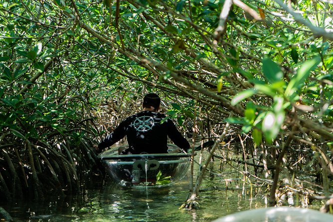 Guided Clear Kayak Eco-Tour Near Key West - Stop 2: the sanctuary backcountry paddling where turtles and sharks make cameos (about 1.5 hours)