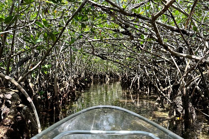 Guided Clear Kayak Eco-Tour Near Key West - What’s included (and why it matters): gear, safety, and a guide you can actually ask
