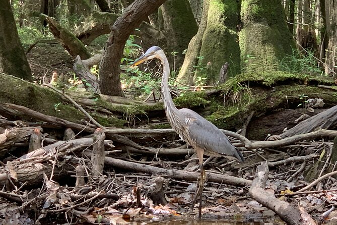 Guided Congaree National Park Kayak Tour - Meeting at Kingsnake Trailhead: Simple, Straightforward Start