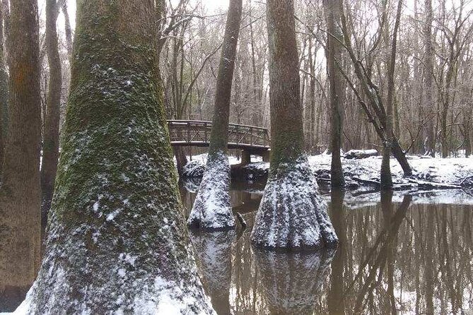 Guided Congaree National Park Kayak Tour - Wildlife Viewing: What You Gain By Paddling Slowly