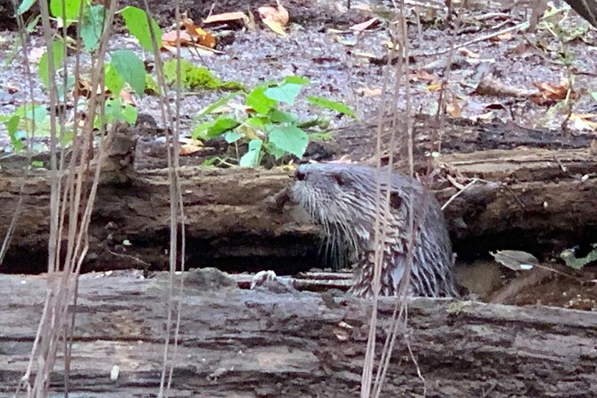 Guided Congaree National Park Kayak Tour - Who Should Book This Kayak Tour?