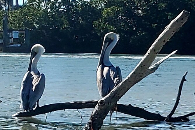 Guided Dolphin Eco Tour by Kayak & SUP - Fort Myers Beach, FL - Guides, Small Groups, and Why the Pace Feels Right