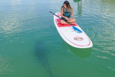 Guided Dolphin Eco Tour by Kayak & SUP - Fort Myers Beach, FL - Mangrove Tunnels and Wildlife Spotting: What You’re Really Searching For