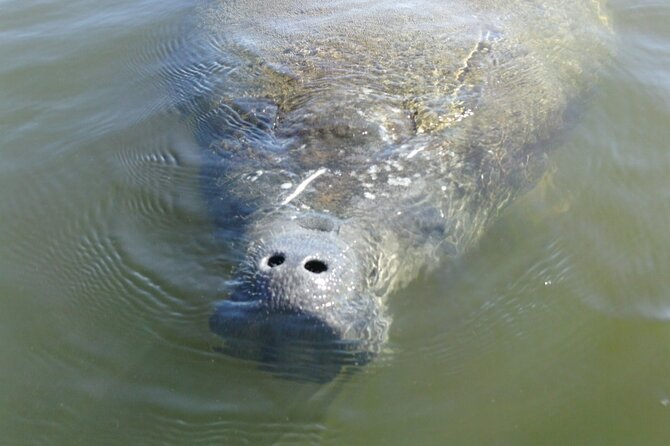 Guided Dolphin Eco Tour by Kayak & SUP - Fort Myers Beach, FL - Timing and the 2.5-Hour Reality (Wind Changes Everything)