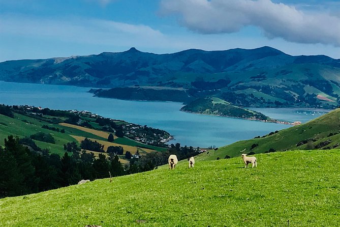 Guided Electric Mountain Bike & Sea Kayak Tour in Akaroa - Weather, Timing, and Cruise-Ship-Friendly Scheduling