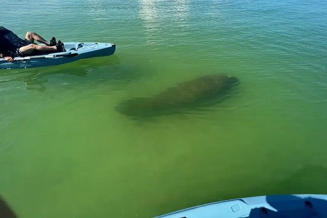 Guided Glow LED Kayak Sunset Activity in Bonita Springs - LED return: how night kayaking changes what you notice