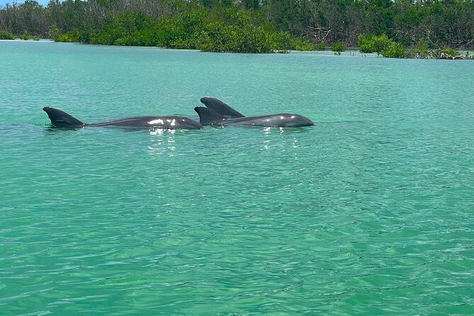 Guided Hobie Kayak EcoTour: Premium Eco Experience Bonita Springs - 2.5 Hours of Calm: Pace, Photos, and What You’ll Actually Do