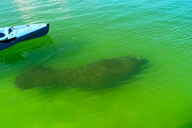 Guided Hobie Kayak EcoTour: Premium Eco Experience Bonita Springs - Price and Value: Is $70 Worth a Hobie EcoTour?