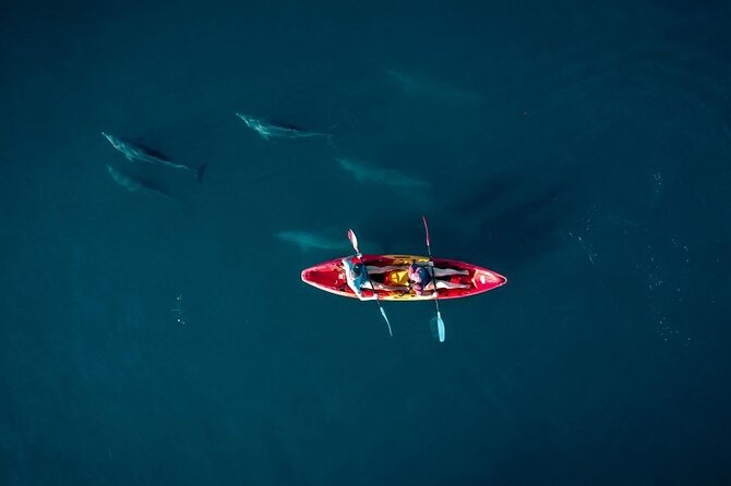 Guided Kayak 2-Hour Activity with Dolphins - Key highlights before you go