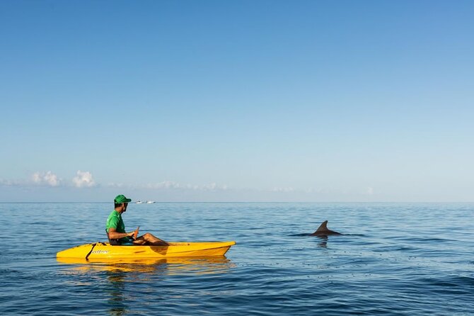 Guided Kayak 2-Hour Activity with Dolphins - Eco-friendly guiding style: small group + real-world respect