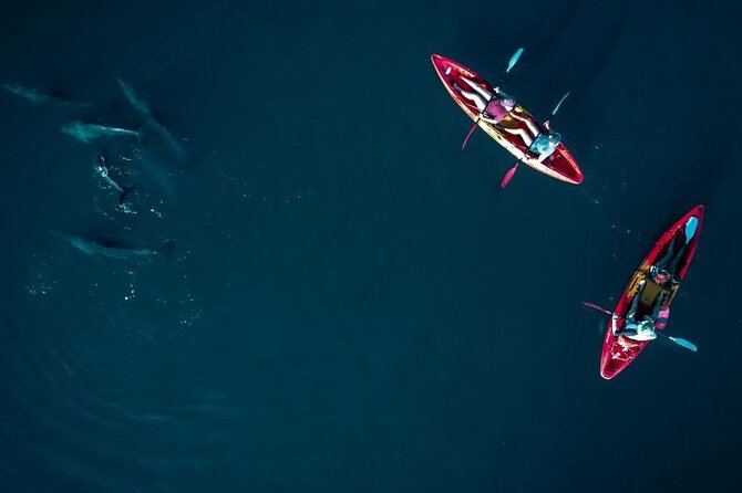Guided Kayak 2-Hour Activity with Dolphins - What to bring for this 2-hour paddle (and what’s not included)