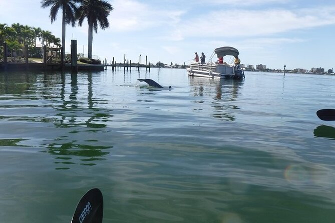 Guided Kayak Dolphin Eco Tour in Pelican Bay - Mangrove Canals vs Open Water: How the Itinerary Shapes Your Day