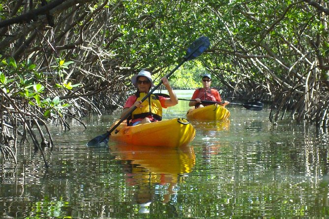 Guided Kayak Eco Tour - Bunche Beach - Wildlife You Might Spot: Manatees, Birds, Dolphins, and How to Stay Respectful