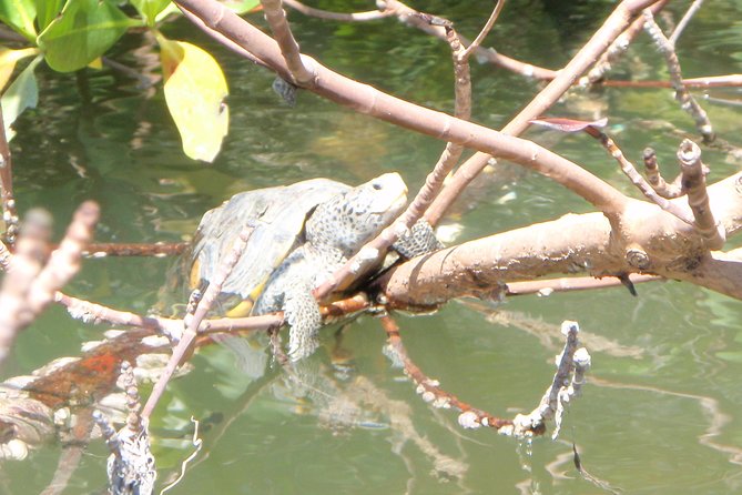 Guided Kayak Eco Tour - Bunche Beach - Price and Value in Fort Myers: Is $69.95 Fair?