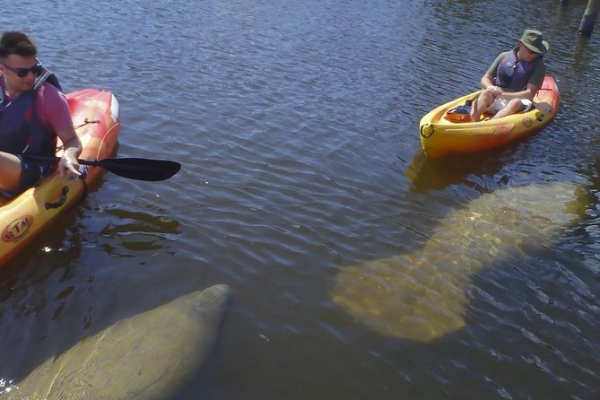 Guided Kayak Eco Tour - Bunche Beach - Route Reality Check: Mangrove Tunnel, Open Water, and Wildlife Chances