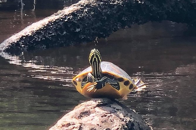 Guided Kayak Eco Tour: Real Florida Adventure - Photo Support and Small Comforts That Make a Difference