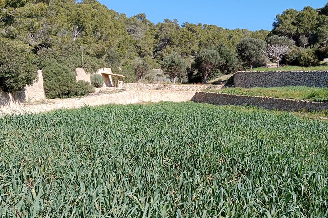 Guided Kayak & Hike from Sant Elm to Sa Dragonera - The hike to Far de Tramuntana lighthouse: short, scenic, and worth the effort