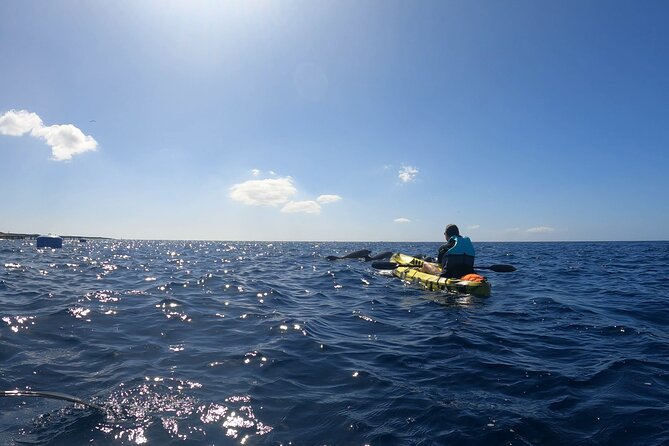 Guided Kayak Tour From Los Cristianos Beach Tenerife - From Playa de Los Cristianos to the fish-farm waters