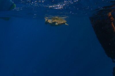 Guided Kayak Tour From Los Cristianos Beach Tenerife - Getting your timing right: 9:30 vs 12:30 departures