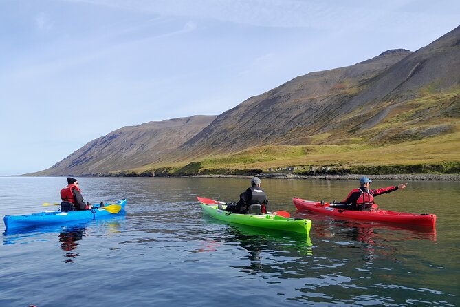 Guided kayak tour in Siglufjörður / Siglufjordur. - Wildlife spotting and fjord realities (the part people forget)